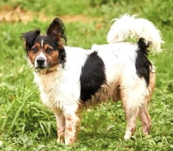 Duque - liebevolles Zuhause gesucht