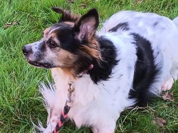 Duque - liebevolles Zuhause gesucht