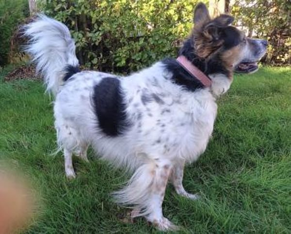 Duque - liebevolles Zuhause gesucht