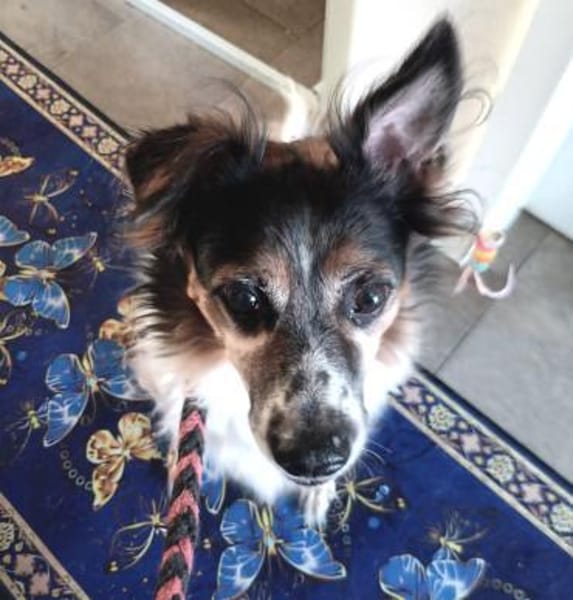 Duque - liebevolles Zuhause gesucht