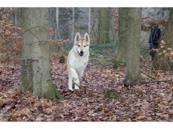 Solino  wartet in 56379 Oberwies