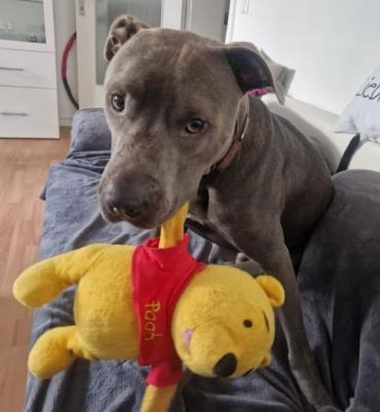 Ice, leidet im Tierheim