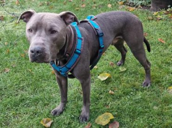 Ice, leidet im Tierheim