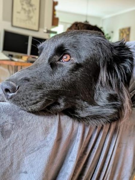 Lebensfrohe RINA sucht ihr forever home