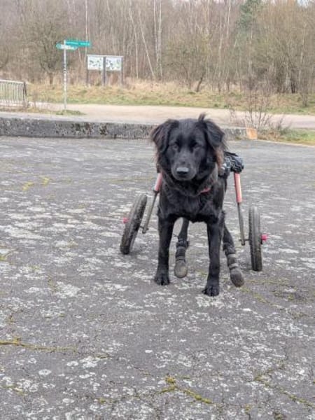 Lebensfrohe RINA sucht ihr forever home