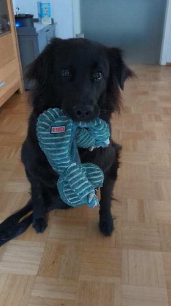 Lebensfrohe RINA sucht ihr forever home