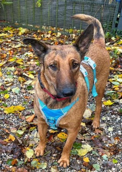 Süße Fifi sucht ihre Menschen