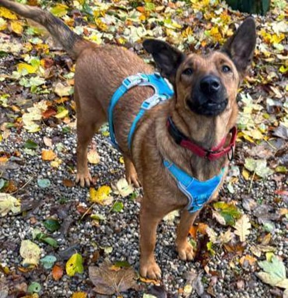 Süße Fifi sucht ihre Menschen