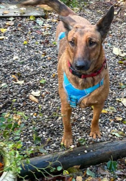 Süße Fifi sucht ihre Menschen