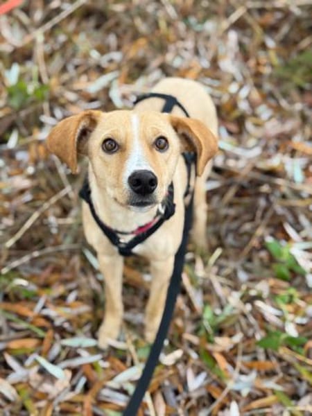 Hündin, Kiani, 50cm, 15kg auf PS Berlin