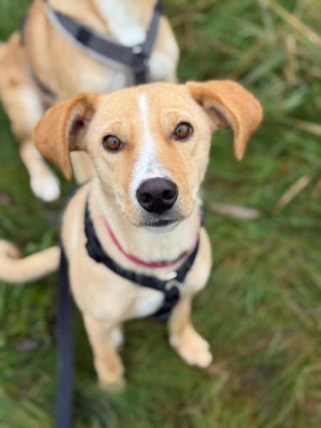 Hündin, Kiani, 50cm, 15kg auf PS Berlin