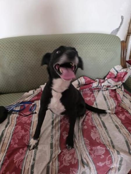 BLACK 💙💙💙 ruhig und anhänglich