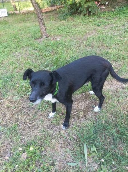 BLACK 💙💙💙 ruhig und anhänglich