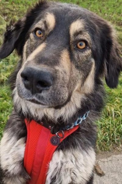 Aramis 💗 wartet in 31812 Bad Pyrmont