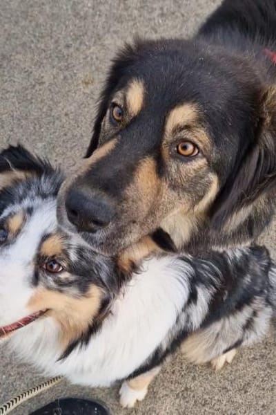 Aramis 💗 wartet in 31812 Bad Pyrmont