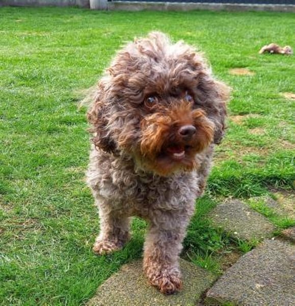 Fanny in 27478 Cuxhaven #