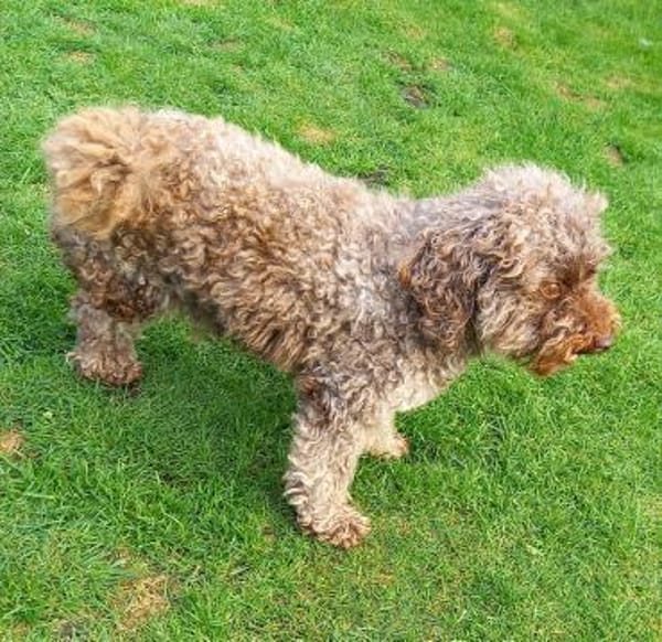 Fanny in 27478 Cuxhaven #