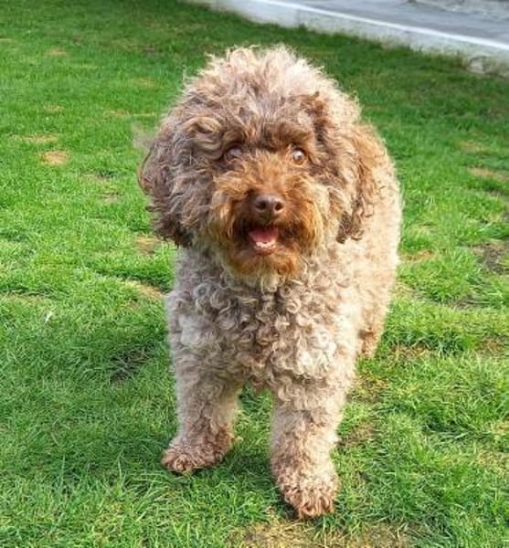 Fanny in 27478 Cuxhaven #