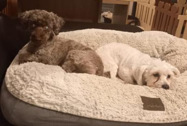 Fanny in 27478 Cuxhaven #