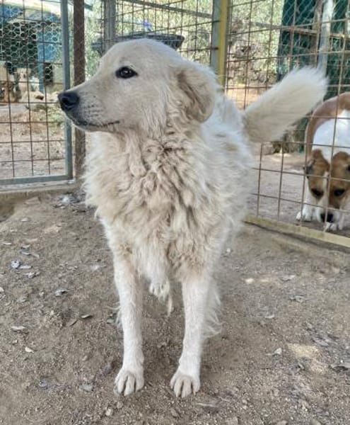 FIAMMETTA - bald auf PS in Sachsen