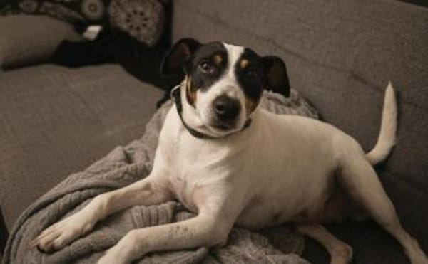 Tufia sucht ihr Sofaglück