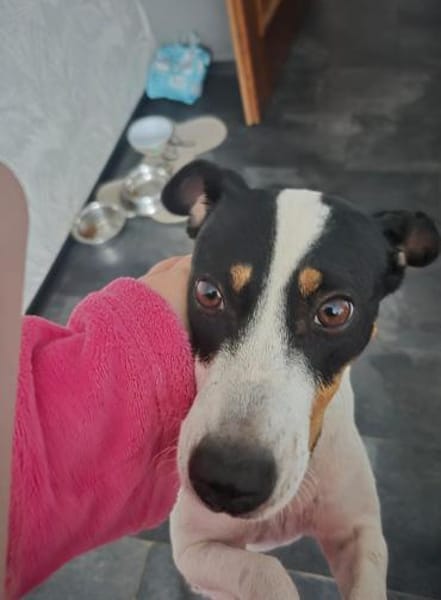 Tufia sucht ihr Sofaglück