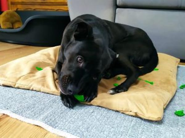 MOJO - superlieber Angsthase