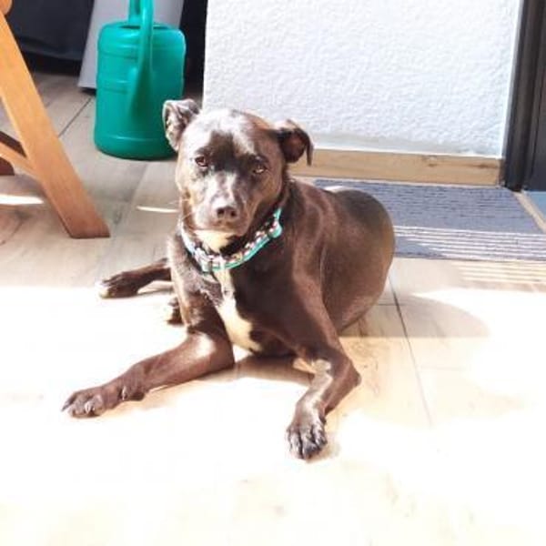 MOJO - superlieber Angsthase