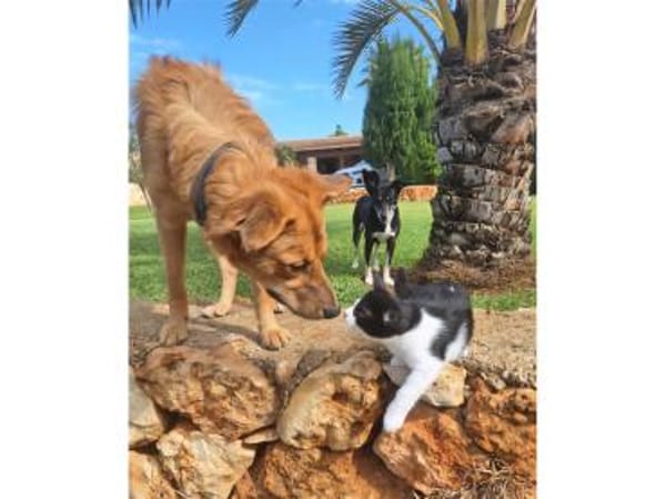 Tayari - wartet in 53332 Bornheim