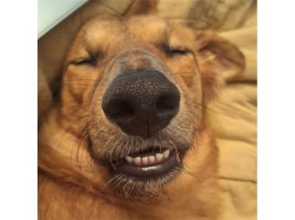 Tayari - wartet in 53332 Bornheim