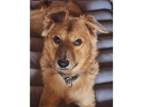 Tayari - wartet in 53332 Bornheim