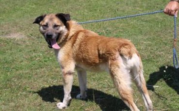 Sammi: Mischung aus Stärke und Sanftheit