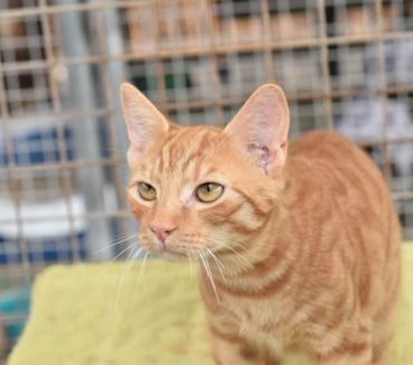 Doniello Charmeur auf Wohnungssuche