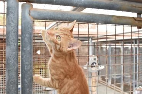 Doniello Charmeur auf Wohnungssuche