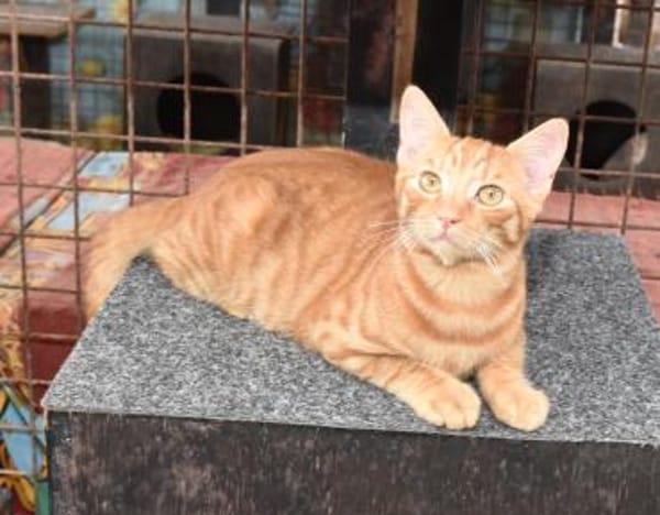 Doniello Charmeur auf Wohnungssuche