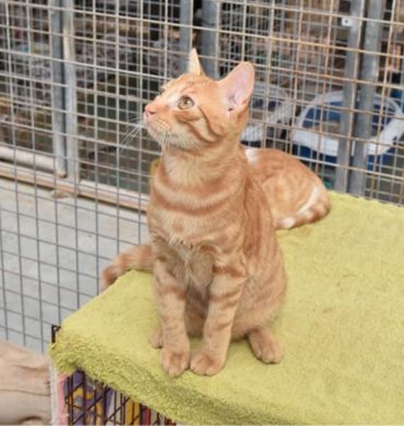 Doniello Charmeur auf Wohnungssuche