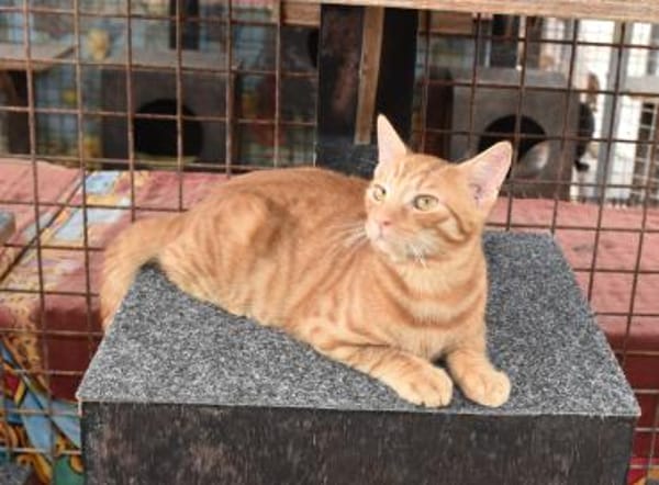 Doniello Charmeur auf Wohnungssuche