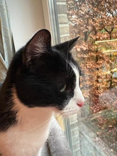 Lieber Kater Monty sucht Zuhause