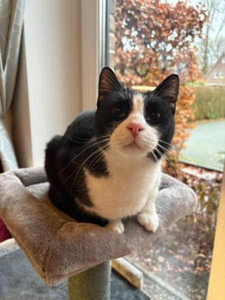 Lieber Kater Monty sucht Zuhause