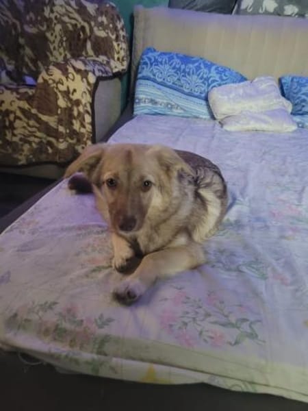 Bonny  Verspielte Junghündin mit Herz