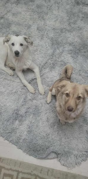 Bonny  Verspielte Junghündin mit Herz