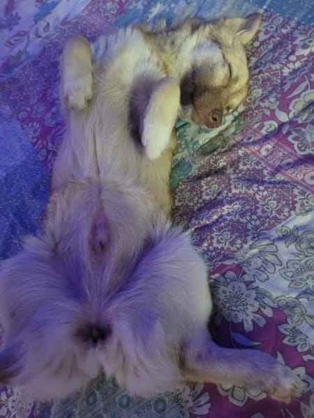 Bonny  Verspielte Junghündin mit Herz