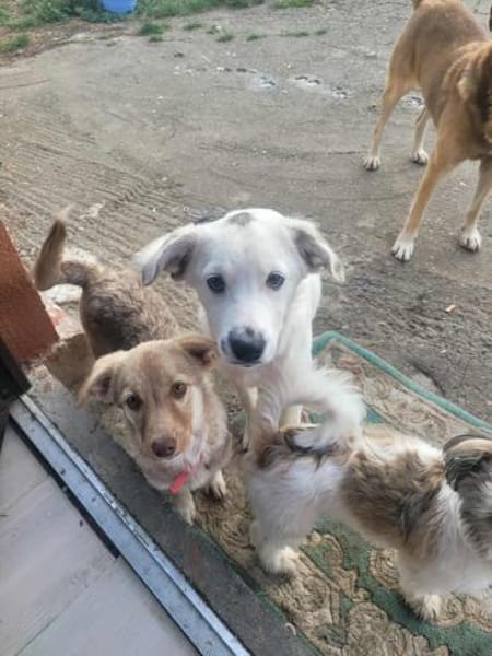 Bonny  Verspielte Junghündin mit Herz