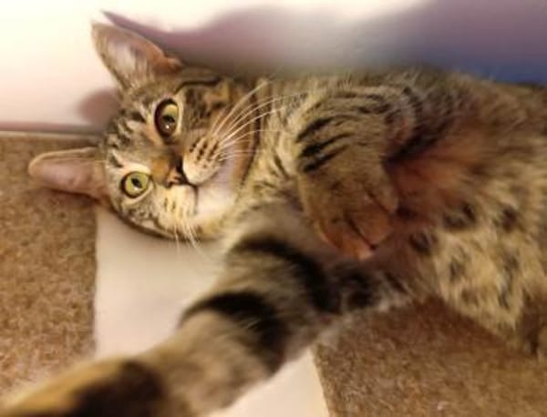 Beat + Saffron - unser Dreamteam