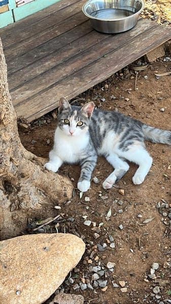 Soju aus dem Tierschutz