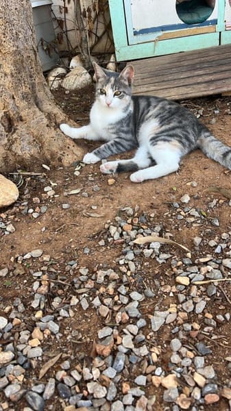 Soju aus dem Tierschutz