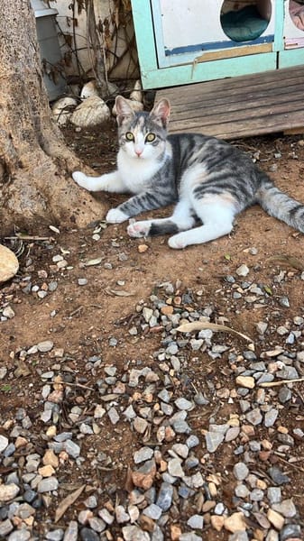 Soju aus dem Tierschutz