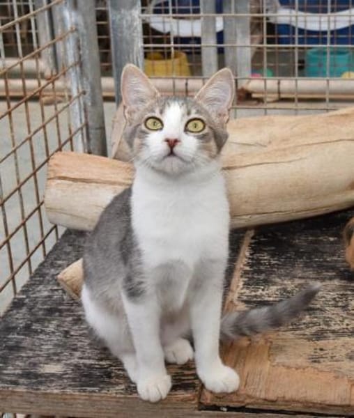 Clementine verschmustes Katzenmädchen