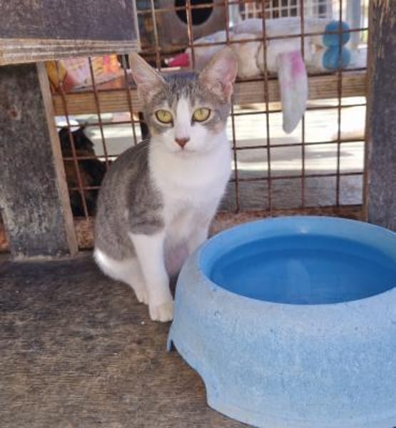 Clementine verschmustes Katzenmädchen