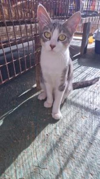 Clementine verschmustes Katzenmädchen